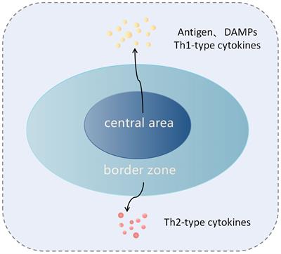 Modern cancer therapy: cryoablation meets immune checkpoint blockade